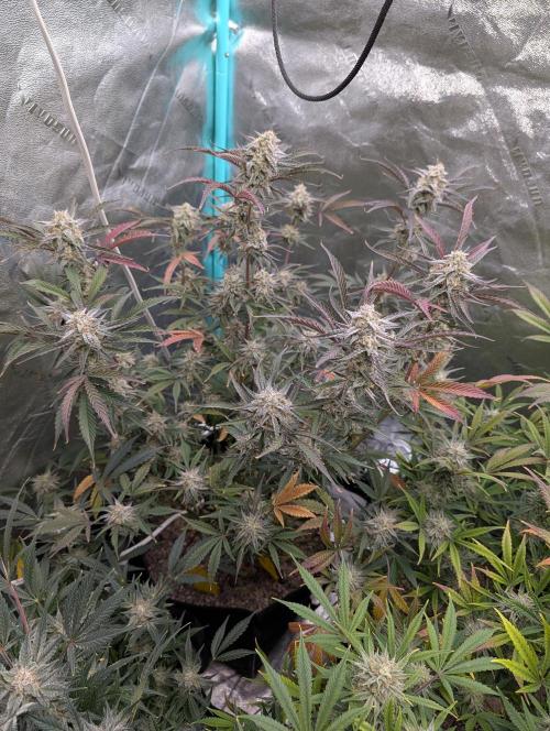 Milk & Qookie Smasher 1st run. Week 11