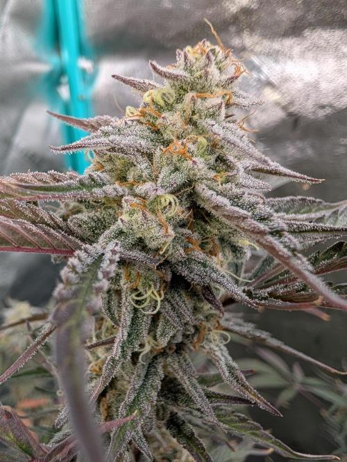 Milk & Qookie Smasher 1st run. Week 11