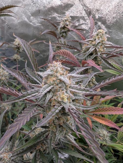 Milk & Qookie Smasher 1st run. Week 11