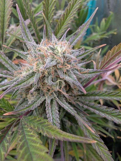 Milk & Qookie Smasher 1st run. Week 11
