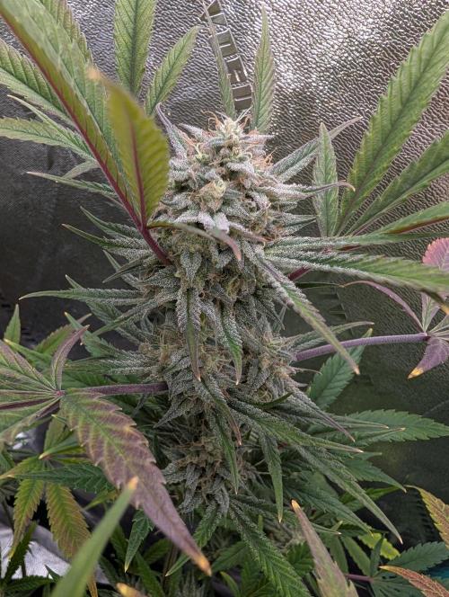 Milk & Qookie Smasher 1st run. Week 11