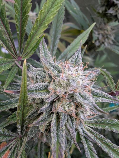 Milk & Qookie Smasher 1st run. Week 11
