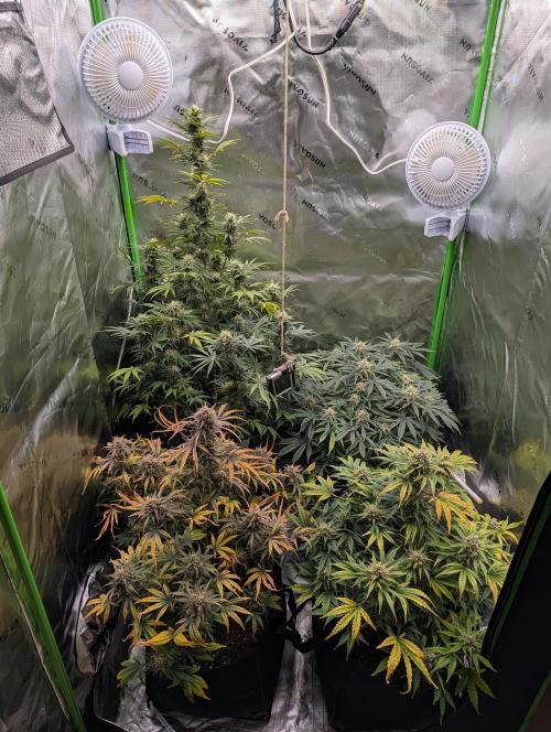 New tent setup 1st run. Week 13