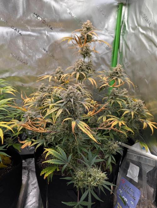 New tent setup 1st run. Week 13