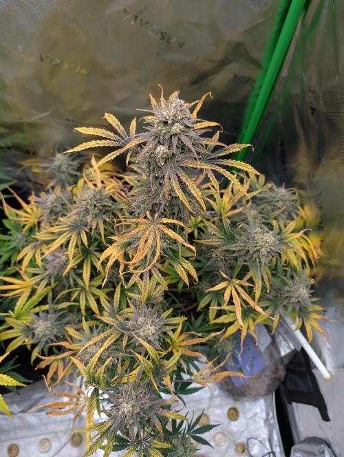 New tent setup 1st run. Week 13