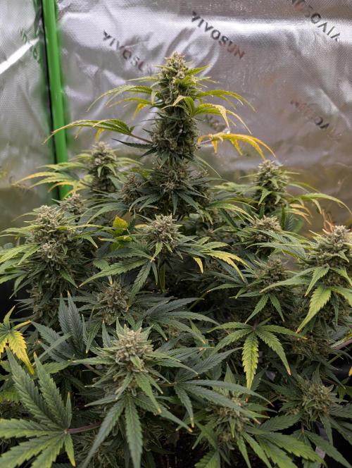 New tent setup 1st run. Week 13