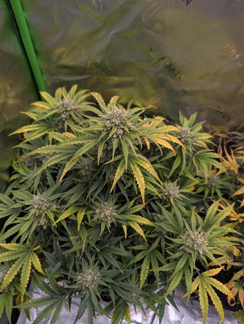 New tent setup 1st run. Week 13
