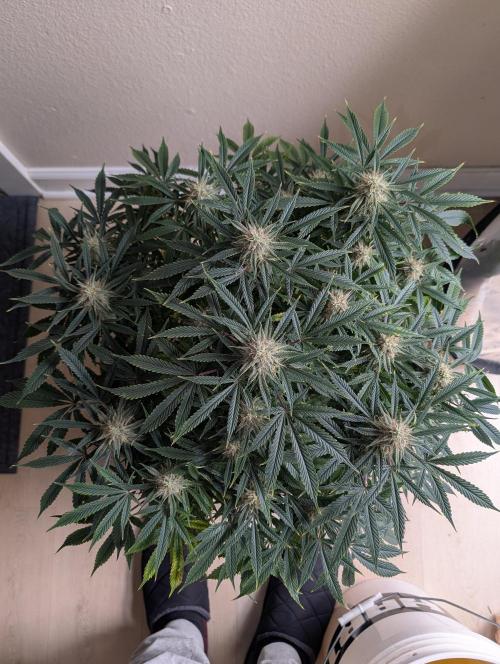 New tent setup 1st run. Week 13