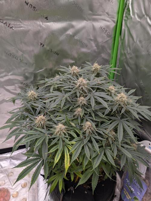 New tent setup 1st run. Week 13