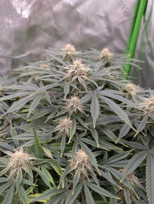 New tent setup 1st run. Week 13