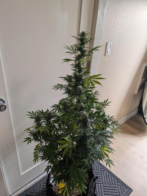 New tent setup 1st run. Week 13