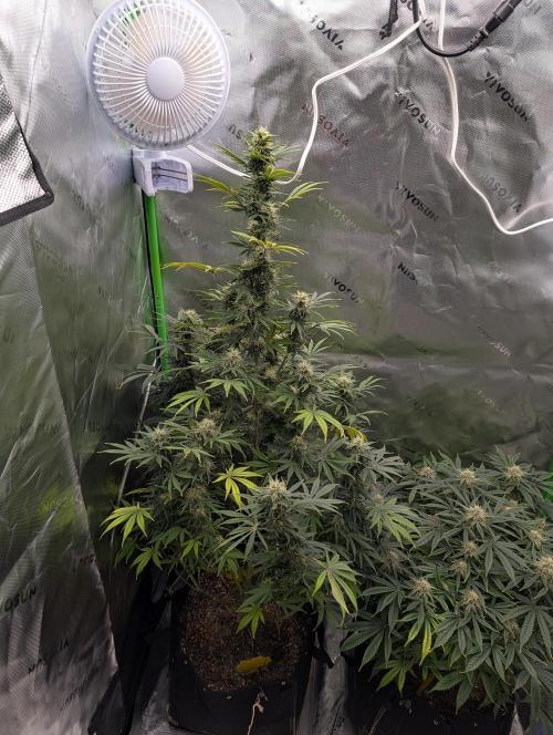 New tent setup 1st run. Week 13