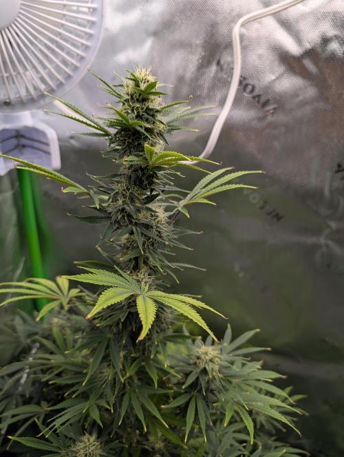 New tent setup 1st run. Week 13