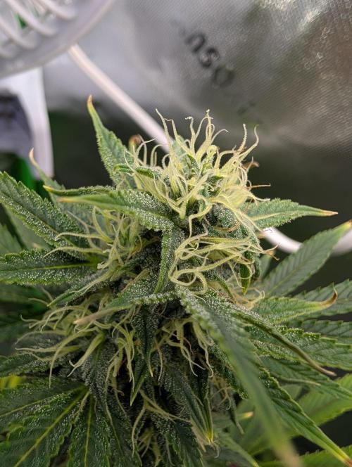 New tent setup 1st run. Week 13