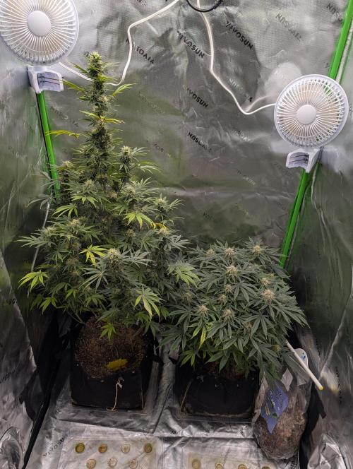 New tent setup 1st run. Week 13