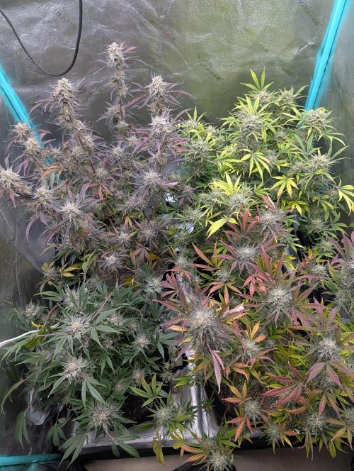Milk & Qookie Smasher 1st run. Week 12