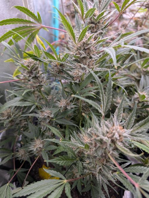 Milk & Qookie Smasher 1st run. Week 12