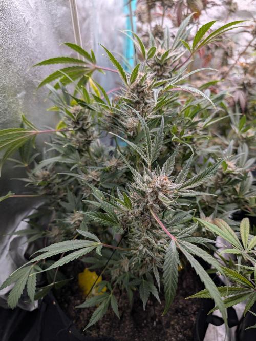 Milk & Qookie Smasher 1st run. Week 12