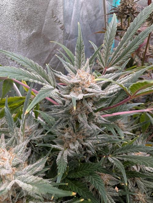 Milk & Qookie Smasher 1st run. Week 12