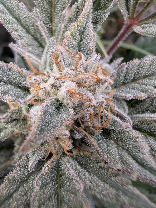 Milk & Qookie Smasher 1st run. Week 12