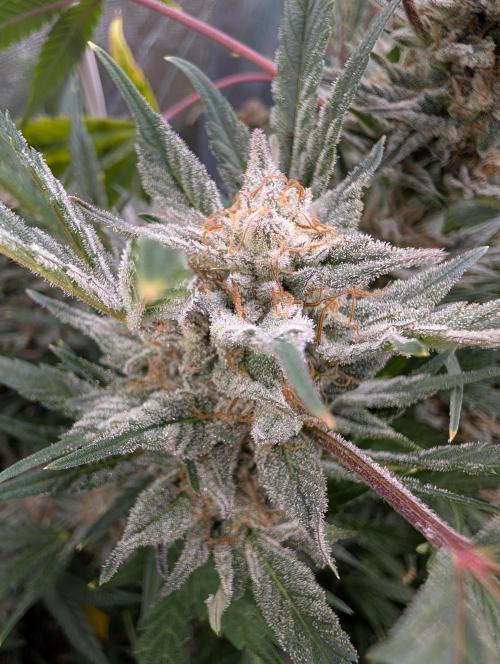 Milk & Qookie Smasher 1st run. Week 12