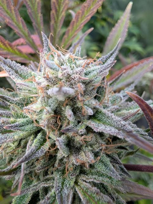 Milk & Qookie Smasher 1st run. Week 12