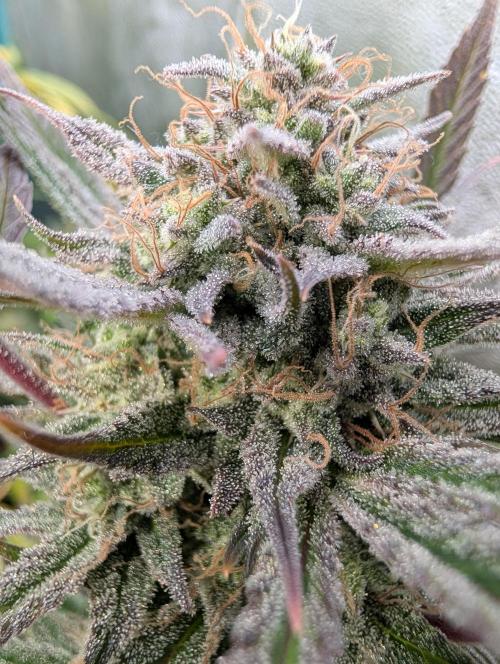 Milk & Qookie Smasher 1st run. Week 12