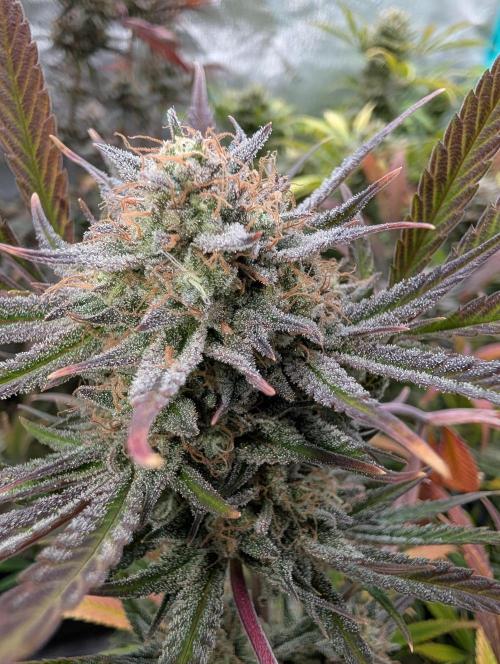 Milk & Qookie Smasher 1st run. Week 12