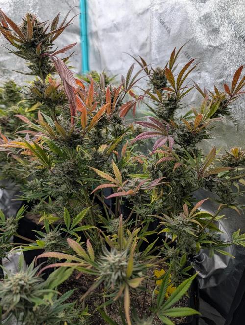 Milk & Qookie Smasher 1st run. Week 12