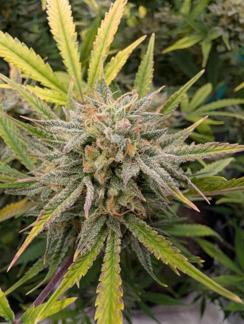 Milk & Qookie Smasher 1st run. Week 12