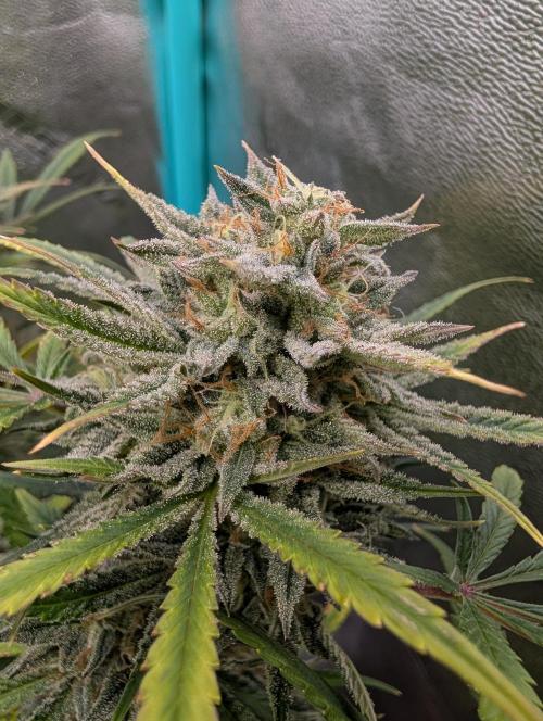 Milk & Qookie Smasher 1st run. Week 12