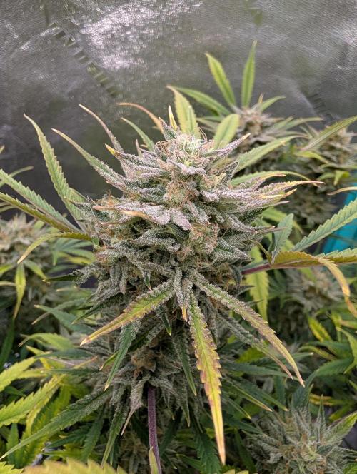 Milk & Qookie Smasher 1st run. Week 12