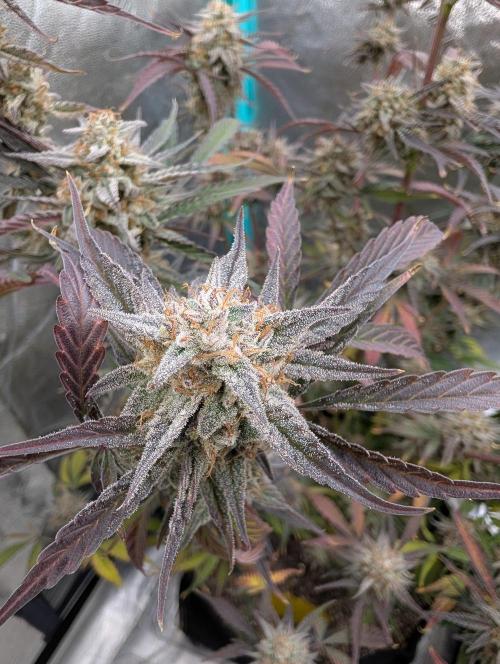 Milk & Qookie Smasher 1st run. Week 12
