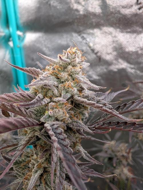 Milk & Qookie Smasher 1st run. Week 12