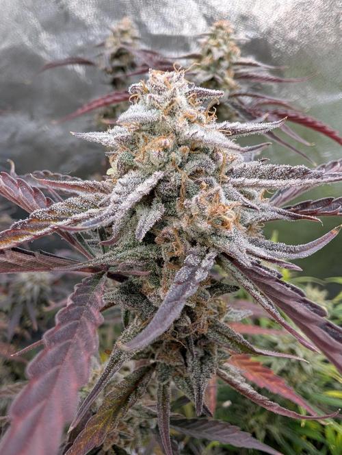 Milk & Qookie Smasher 1st run. Week 12