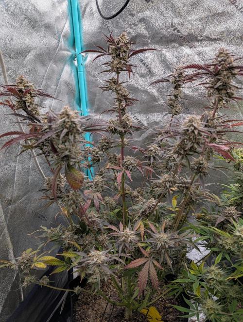 Milk & Qookie Smasher 1st run. Week 12