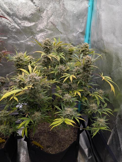 Milk & Qookie Smasher 1st run. Week 12