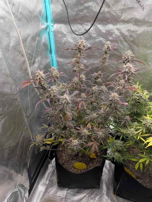 Milk & Qookie Smasher 1st run. Week 12