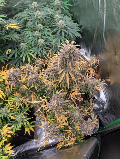 New tent setup 1st run. Week 14