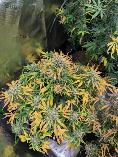 New tent setup 1st run. Week 14