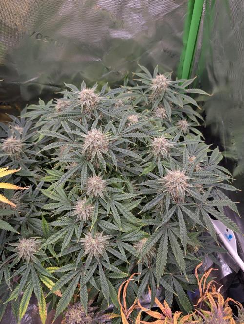 New tent setup 1st run. Week 14
