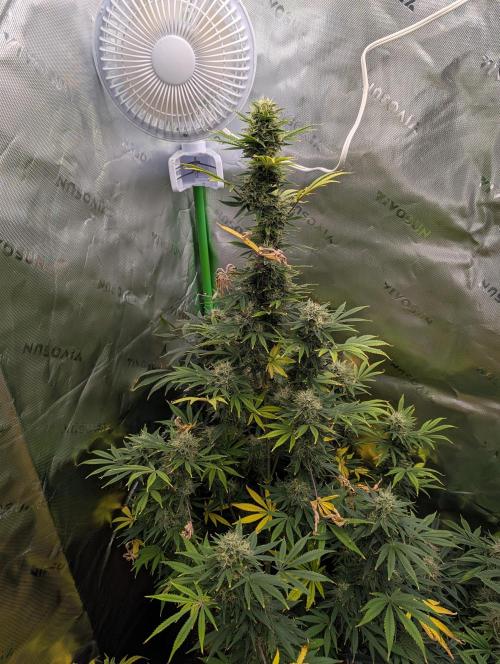 New tent setup 1st run. Week 14