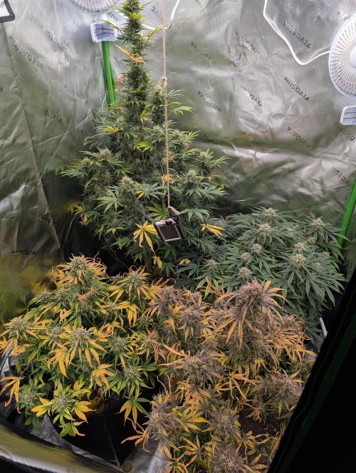 New tent setup 1st run. Week 14