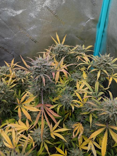 Milk & Qookie Smasher 1st run. Week 13