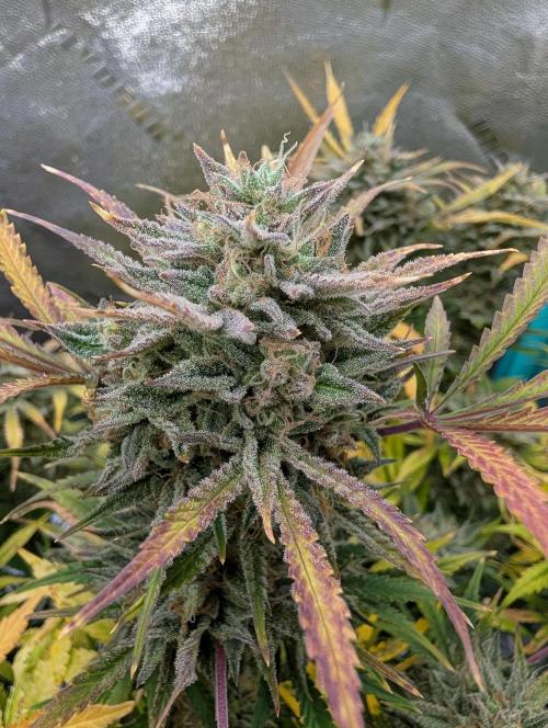 Milk & Qookie Smasher 1st run. Week 13