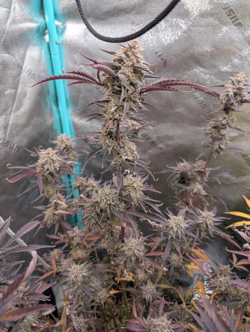 Milk & Qookie Smasher 1st run. Week 13