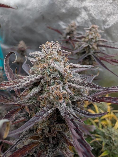 Milk & Qookie Smasher 1st run. Week 13