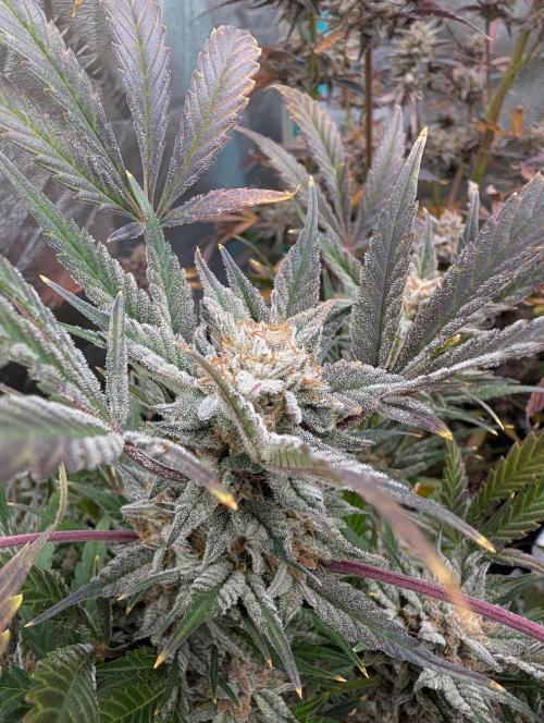 Milk & Qookie Smasher 1st run. Week 13