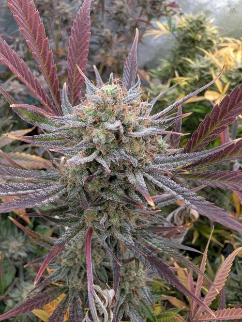 Milk & Qookie Smasher 1st run. Week 13