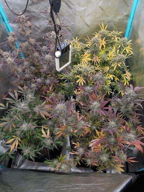 Milk & Qookie Smasher 1st run. Week 13